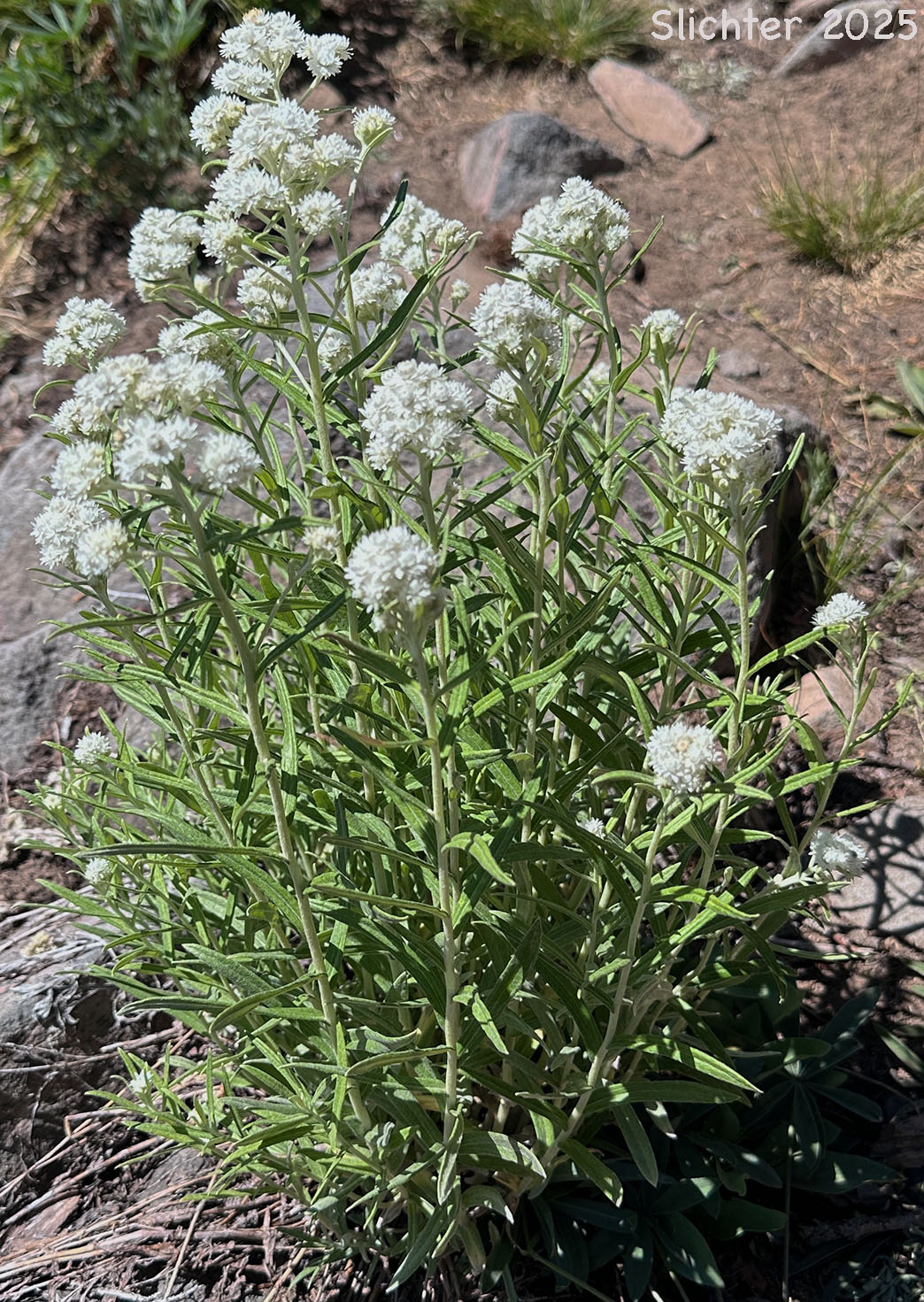 Pearly-everlasting, Western Pearly Everlasting: Anaphalis margaritacea (Synonyms: Anaphalis margaritacea var. margaritacea, Anaphalis margaritacea var. occidentalis, Anaphalis margaritacea var. subalpina, Gnaphalium margaritaceum)