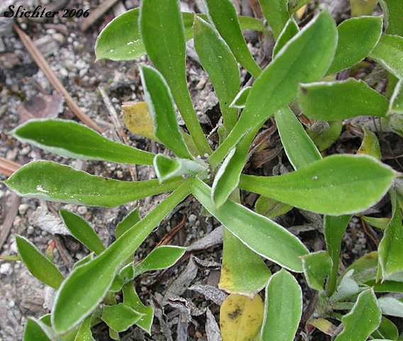 Basal leaves of Howell's Pussytoes: Antennaria howellii ssp. howellii (Synonyms: Antennaria neglecta ssp. howellii, Antennaria neglecta var. howellii, Antennaria neodioica ssp. howellii)