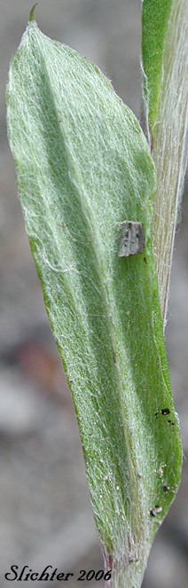 Stem leaf of Howell's Pussytoes: Antennaria howellii ssp. howellii (Synonyms: Antennaria neglecta ssp. howellii, Antennaria neglecta var. howellii, Antennaria neodioica ssp. howellii)