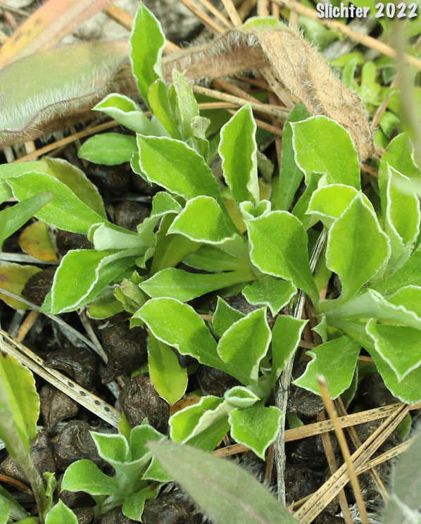 Basal leaves of Howell's Pussytoes: Antennaria howellii ssp. howellii (Synonyms: Antennaria neglecta ssp. howellii, Antennaria neglecta var. howellii, Antennaria neodioica ssp. howellii)