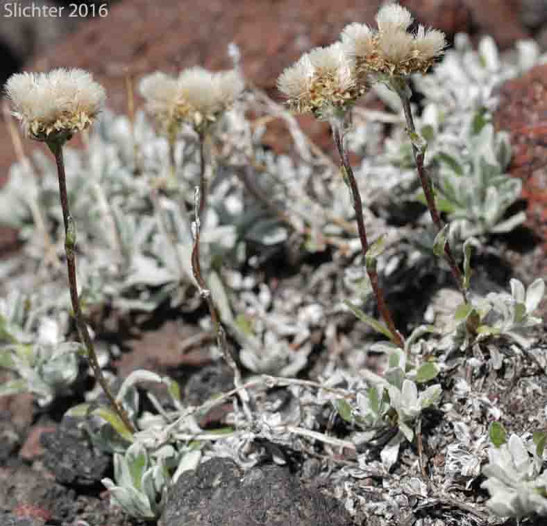 Alpine Pussytoes, Rocky Mountain Pussytoes: Antennaria media (Synonyms: Antennaria alpina, Antennaria alpina var. media)