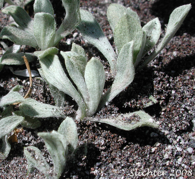 Basal leaves of Alpine Pussytoes, Rocky Mountain Pussytoes: Antennaria media (Synonyms: Antennaria alpina, Antennaria alpina var. media)