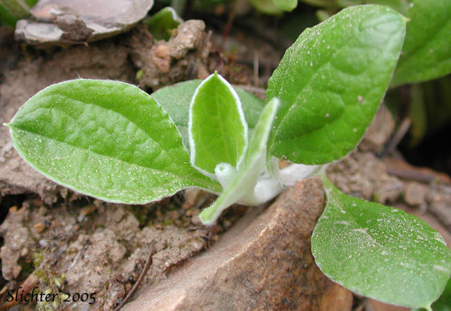 Basal leaves of Slender Pussytoes, Slender Everlasting, Raceme Pussytoes, Raceme Pussy-toes, Hooker's Pussytoes: Antennaria racemosa
