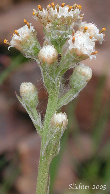 Inflorescence of Slender Pussytoes, Slender Everlasting, Raceme Pussytoes, Raceme Pussy-toes, Hooker's Pussytoes: Antennaria racemosa