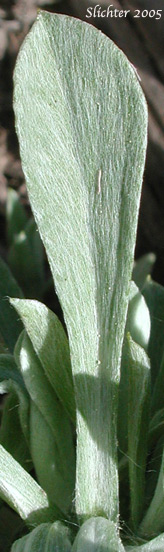 Basal leaf blade of Rosy Everlasting, Desert Pussytoes, Elegant Pussytoes, Pulvinate Pussytoes, Rosy Pussytoes, Small-leaf Pussytoes: Antennaria microphylla (Synonyms: Antennaria bracteosa, Antennaria concinna, Antennaria microphylla var. solstitialis, Antennaria nitida, Antennaria rosea, Antennaria rosea ssp. arida, Antennaria rosea ssp. confinis, Antennaria rosea ssp. pulvinata, Antennaria rosea Greene var. nitida, Antennaria solstitialis)