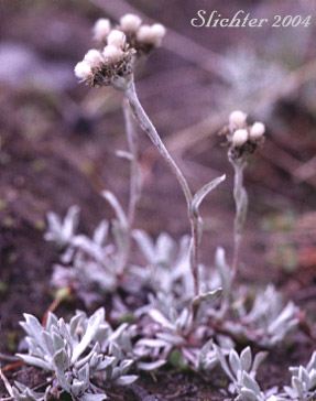 Brown-bract Pussytoes, Brown Everlasting, Brownish Everlasting, Dark Pussytoes, Umber Pussytoes: Antennaria umbrinella (Synonyms: Antennaria aizoides, Antennaria flavescens, Antennaria reflexa)