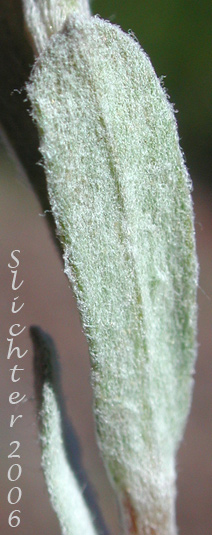Stem leaf of Brown-bract Pussytoes, Brown Everlasting, Brownish Everlasting, Dark Pussytoes, Umber Pussytoes: Antennaria umbrinella (Synonyms: Antennaria aizoides, Antennaria flavescens, Antennaria reflexa)