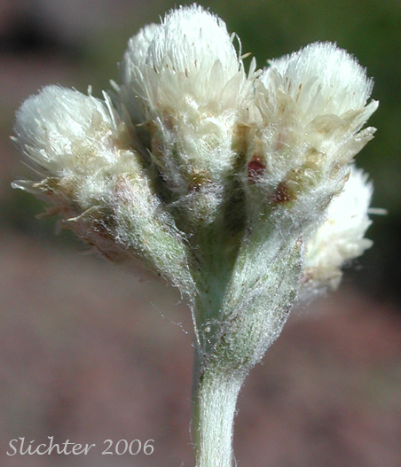 Inflorescence of Brown-bracted Pussytoes, Cat's Paw, Dark Pussytoes, Umber Pussytoes: Antennaria umbrinella (Synonyms: Antennaria aizoides, Antennaria flavescens, Antennaria reflexa)