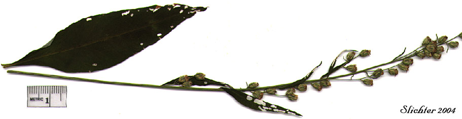 Douglas' Mugwort, Douglas' Sagewort, Douglas' Wormwood: Artemisia douglasiana (Synonym: Artemisia vulgaris var. douglasiana)