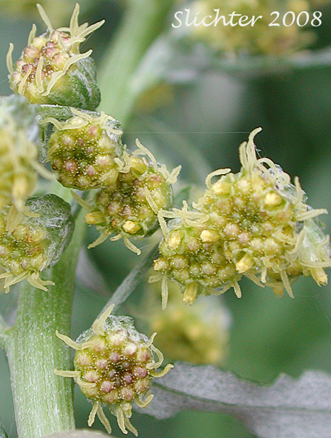 Douglas Sagewort, Douglas Mugwort, Douglas' Wormwood: Artemisia douglasiana