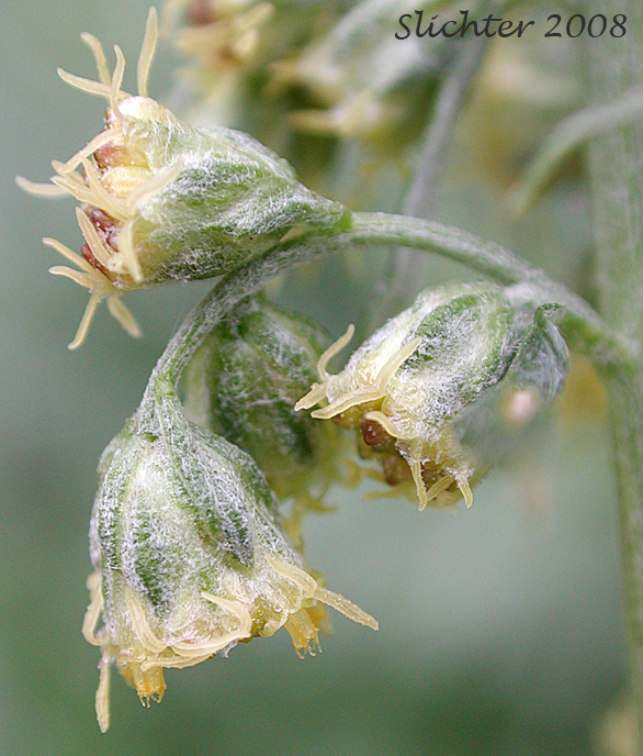 Douglas' Mugwort, Douglas' Sagewort, Douglas' Wormwood: Artemisia douglasiana (Synonym: Artemisia vulgaris var. douglasiana)