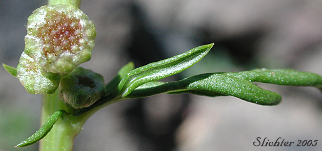 Flower head of Lemon Sagewort, Michaux Mugwort, Michaux's Mugwort, Michaux's Wormwood: Artemisia michauxiana (Synonym: Artemisia vulgaris ssp. michauxiana)