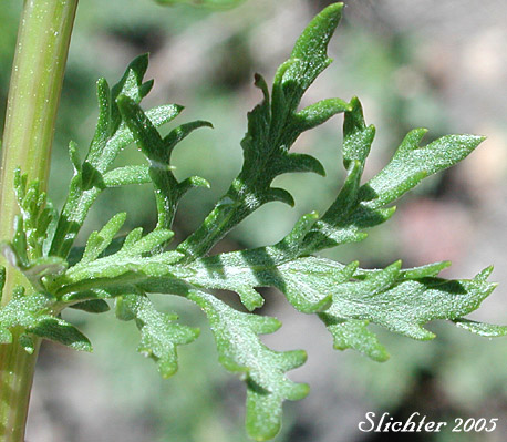 Stem leaf of Lemon Sagewort, Michaux Mugwort, Michaux's Mugwort, Michaux's Wormwood: Artemisia michauxiana (Synonym: Artemisia vulgaris ssp. michauxiana)