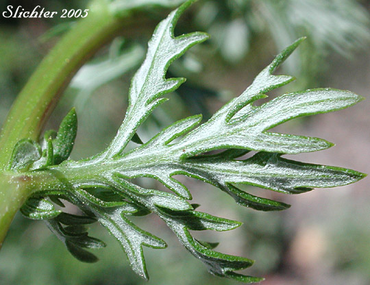 Underside of a stem leaf of Lemon Sagewort, Michaux Mugwort, Michaux's Mugwort, Michaux's Wormwood: Artemisia michauxiana (Synonym: Artemisia vulgaris ssp. michauxiana)