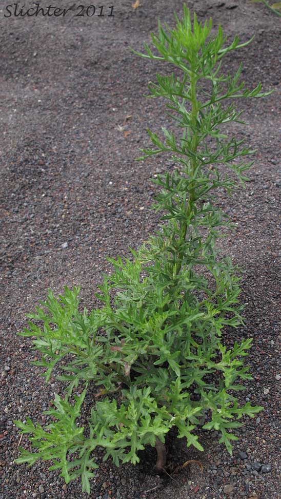 Lemon Sagewort, Michaux Mugwort, Michaux's Mugwort, Michaux's Wormwood: Artemisia michauxiana (Synonym: Artemisia vulgaris ssp. michauxiana)