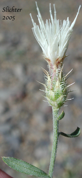 Diffuse Knapweed, Tumble Knapweed, White Knapweed: Centaurea diffusa (Synonym: Acosta diffusa)