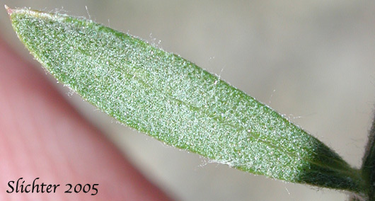 Stem leaf of Diffuse Knapweed, Tumble Knapweed, White Knapweed: Centaurea diffusa (Synonym: Acosta diffusa)