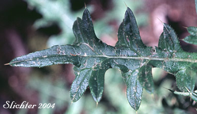 Stem leaf of Bull Thistle, Common Thistle: Cirsium vulgare (Synonym: Carduus vulgare)