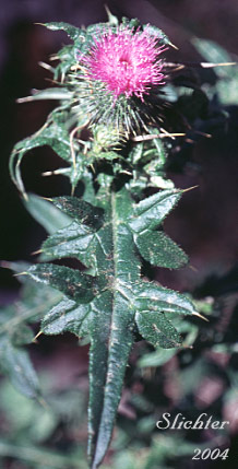 Bull Thistle, Common Thistle: Cirsium vulgare (Synonym: Carduus vulgare)