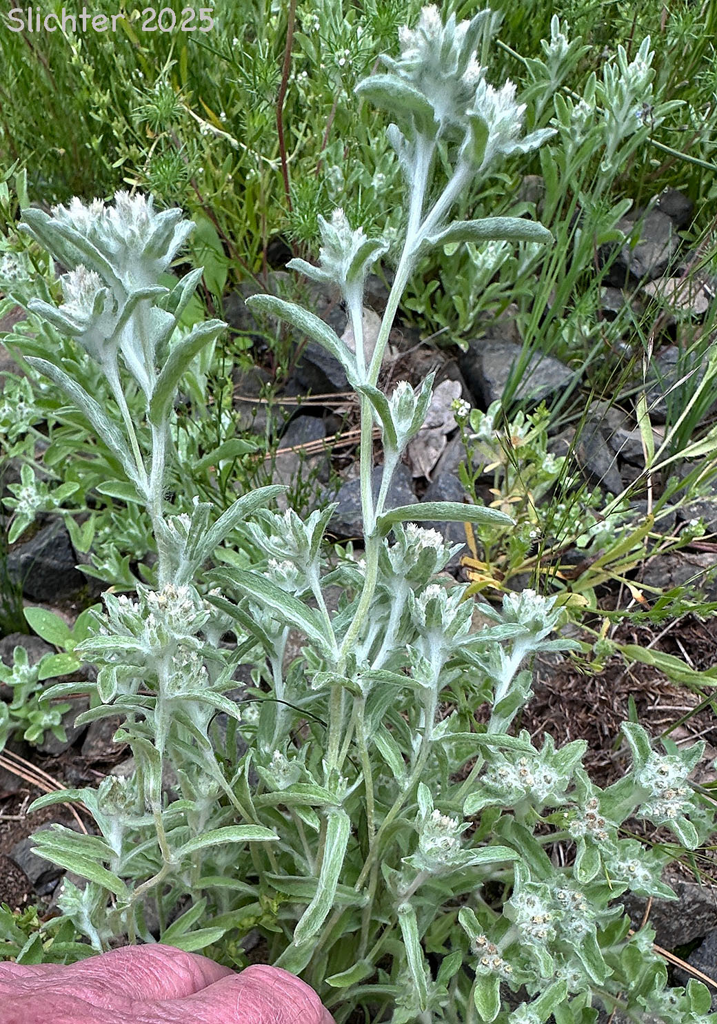 Western Marsh Cudweed, Lowland Cudweed: Gnaphalium palustre (Synonyms: Filaginella palustris, Gnaphalium heteroides, Gnaphalium palustre var. nanum)
