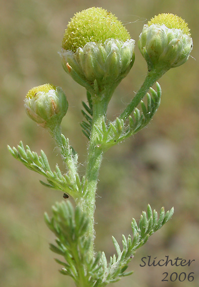 Discoid flower heads and stem leaves of Disc Mayweed, Pineapple Weed: Matricaria discoidea (Synonyms: Chamomilla suaveolens, Matricaria matricarioides)