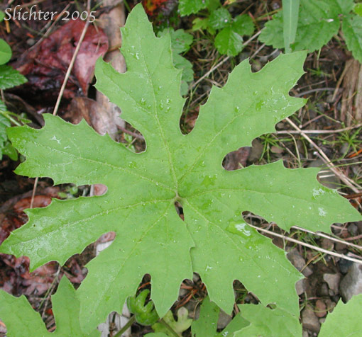 Leaf of Sweet Coltsfoot: Petasites frigidus var. palmatus (Synonyms: Petasites palmatus, Petasites speciosus)