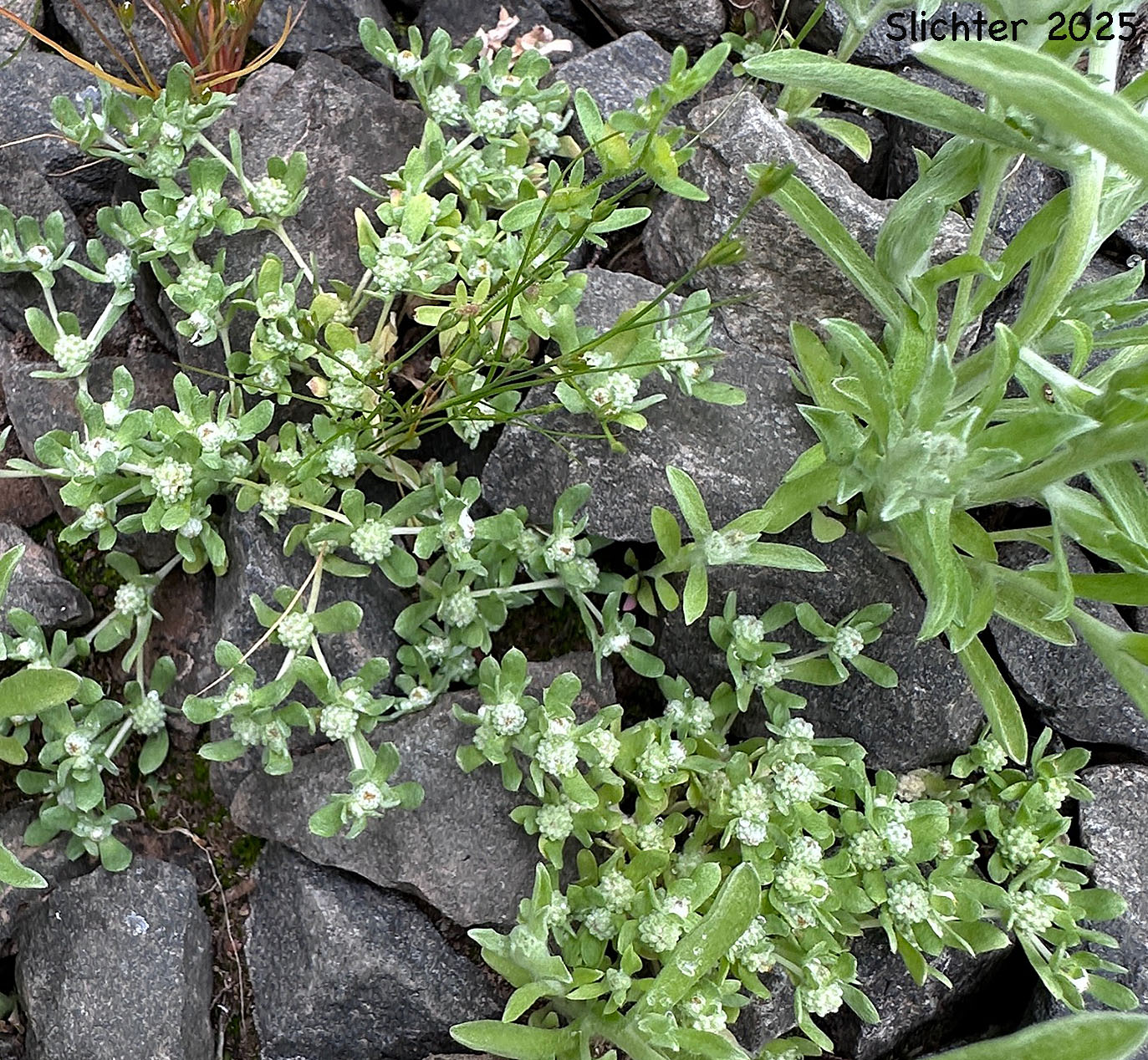 Slender Woollyheads: Psilocarphus tenellus (Synonym: Psilocarphus tenellus var. tenellus)
