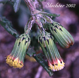 Flower heads of Common Groundsel, Old Man, Old-man-in-the-Spring: Senecio vulgaris
