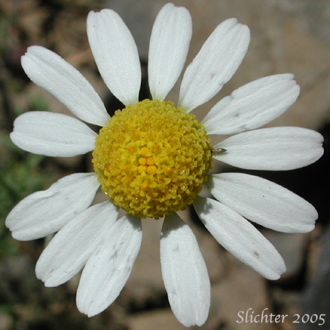 Flower head of Corn Chamomile, Dogfennel, Field Chamomile: Anthemis arvensis (Synonym: Anthemis arvensis var. arvensis)