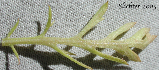 Stem leaf of Corn Chamomile, Dogfennel, Field Chamomile: Anthemis arvensis (Synonym: Anthemis arvensis var. arvensis)
