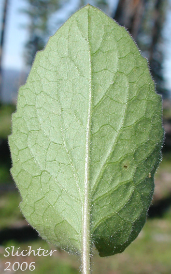 Lower leaf surface of Heart-leaf Arnica, Heart-leaf Leopardbane: Arnica cordifolia (Synonyms: Arnica cordifolia var. cordifolia, Arnica cordifolia var. pumila)
