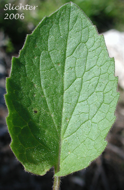 Upper leaf surface of Heart-leaf Arnica, Heart-leaf Leopardbane: Arnica cordifolia (Synonyms: Arnica cordifolia var. cordifolia, Arnica cordifolia var. pumila)
