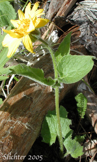 Heart-leaf Arnica, Heart-leaf Leopardbane: Arnica cordifolia (Synonyms: Arnica cordifolia var. cordifolia, Arnica cordifolia var. pumila)
