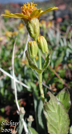 Slender Arnica, Mountain Arnica: Arnica gracilis (Synonym: Arnica latifolia var. gracilis