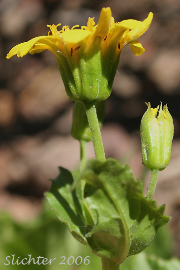Close-up sideview of a flower head and upper stem leaves of Slender Arnica, Mountain Arnica: Arnica gracilis (Synonym: Arnica latifolia var. gracilis