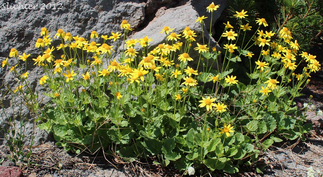Slender Arnica, Mountain Arnica: Arnica gracilis (Synonym: Arnica latifolia var. gracilis