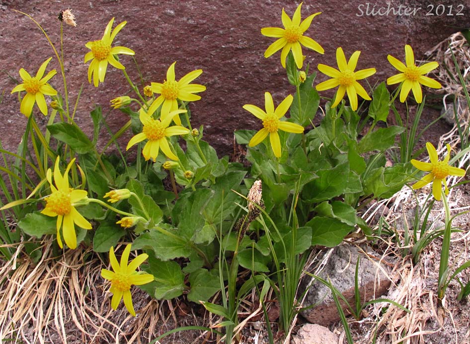 Slender Arnica, Mountain Arnica: Arnica gracilis (Synonym: Arnica latifolia var. gracilis)