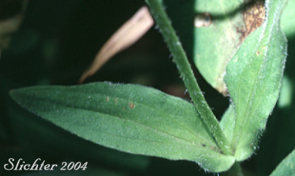 Stem leaves of Hairy Arnica, Cordilleran Arnica, Cordilleran Leopardbane: Arnica mollis