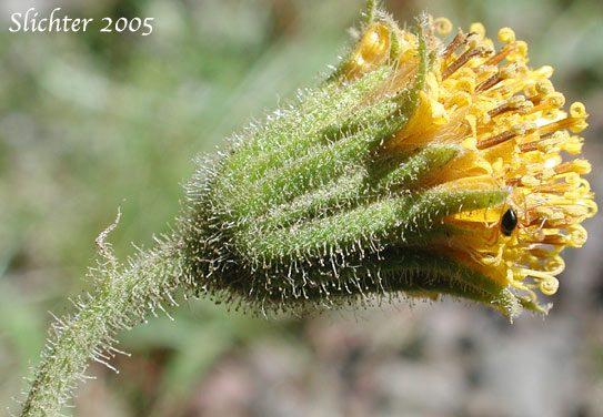 Involucral bracts of Parry's Arnica, Nodding Arnica: Arnica parryi (Synonyms: Arnica angustifolia, Arnica angustifolia ssp. eradiata, Arnica parryi ssp. parryi, Arnica parryi ssp. sonnei, Arnica parryi var. parryi, Arnica parryi var. sonnei)
