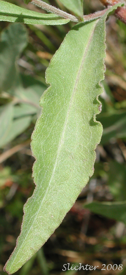 Stem leaf of Leafy Aster, Leafybract Aster, Parry's Aster: Symphyotrichum foliaceum var. parryi (Synonyms: Aster ascendens var. parryi, Aster diabolicus, Aster foliaceus var. canbyi, Aster foliaceus var. frondeus, Aster foliaceus var. parryi, Aster foliaceus var. subpetiolatus, Aster frondeus)