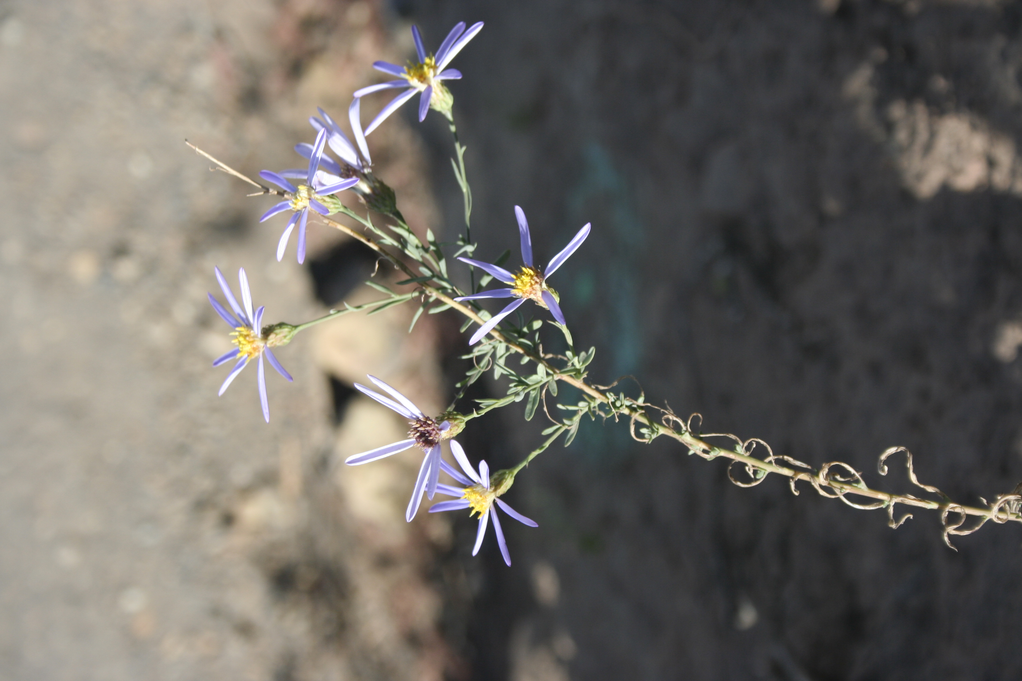 Klickitat Aster: Eucephalus glaucescens (Synonyms: Aster engelmannii var. glaucescens, Aster glaucescens, Doellingeria glaucescens)