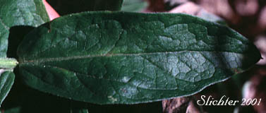 Upper leaf surface of Cascade Aster: Eucephalus ledophyllus var. ledophyllus (Synonyms: Aster ledophyllus, Aster ledophyllus var. covillei, Aster ledophyllus var. ledophyllus, Eucephalus ledophyllus var. covillei, Eucephalus ledophyllus var. ledophyllus)