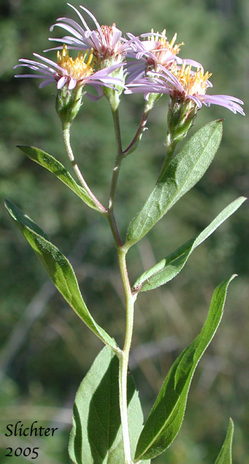 Rough-leaved Aster: Eurybia radulina (Synonym: Aster radulinus)