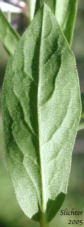 Lower leaf surface of Rough-leaved Aster: Eurybia radulina (Synonym: Aster radulinus)
