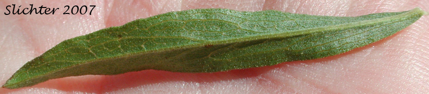 Leaf of Columbia River Daisy, Hall's Goldenweed: Columbiadoria hallii (Synonym: Haplopappus hallii)