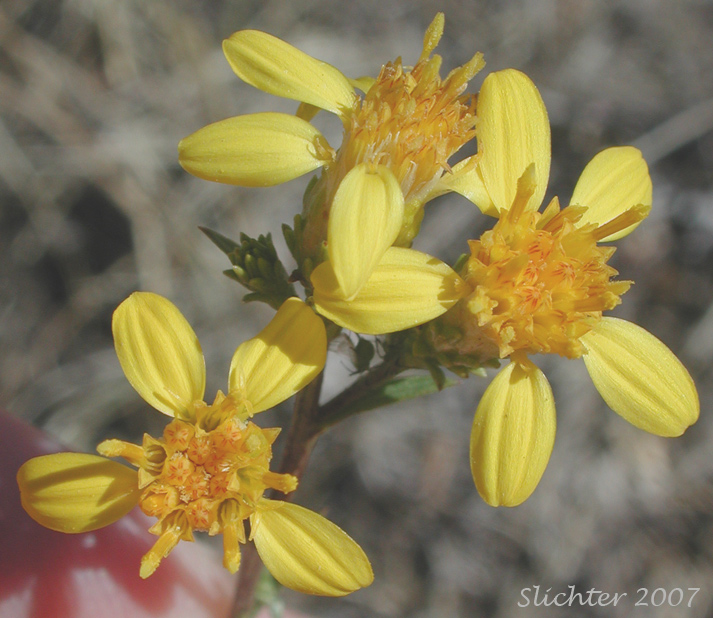 Flower heads of Columbia River Daisy, Hall's Goldenweed: Columbiadoria hallii (Synonym: Haplopappus hallii)