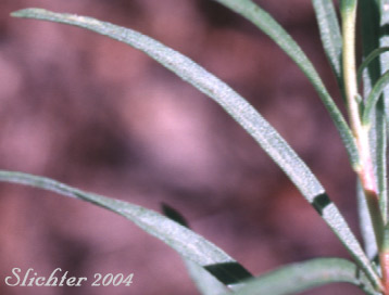 Leaves of Heath Goldenrod, Rabbitbush, Rabbitbrush Goldenweed: Ericameria bloomeri (Synonyms: Haplopappus bloomeri, Haplopappus bloomeri var. angustatus, Happlopappus bloomeri var. bloomeri, Haplopapppus bloomeri var. sonnei)