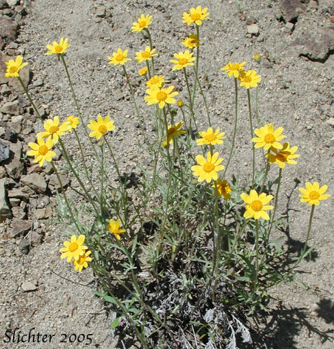 Woolly Sunflower, Common Eriophyllum, Eastern Woolly Sunflower: Eriophyllum lanatum var. lanatum)