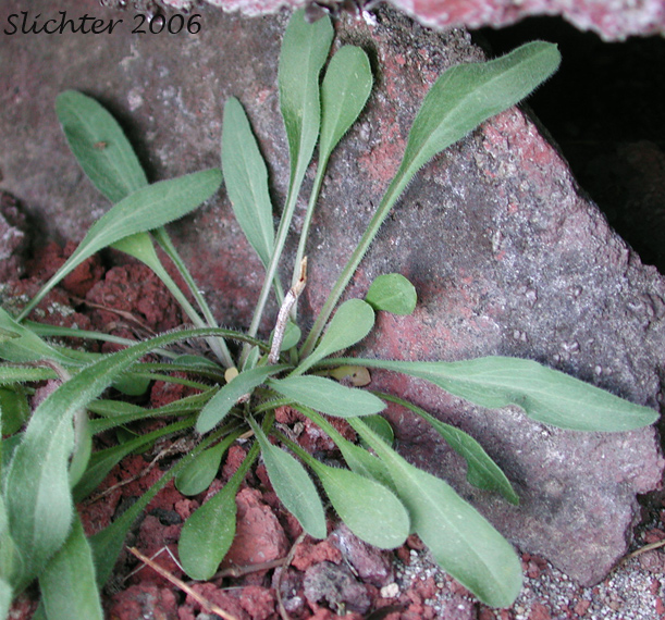 Basal leaves of Northern Daisy: Erigeron nivalis (Synonyms: Erigeron acris, Erigeron acris ssp. debilis, Erigeron acris var. debilis, Trimorpha acris var. debilis)