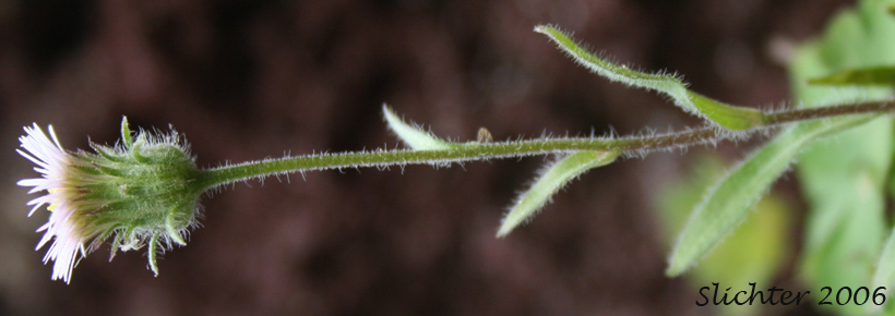 Northern Daisy: Erigeron nivalis (Synonyms: Erigeron acris, Erigeron acris ssp. debilis, Erigeron acris var. debilis, Trimorpha acris var. debilis)